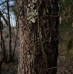 Dockrillia teretifolia (A Rat's Tail Orchid) at Bodalla, NSW - 22 Feb 2025 by Tapirlord