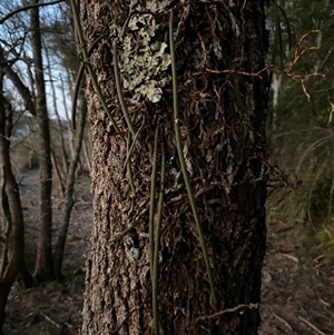 Dockrillia teretifolia at Bodalla, NSW - suppressed
