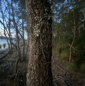 Dockrillia teretifolia at Bodalla, NSW - suppressed