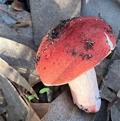 Russula persanguinea at Bodalla, NSW - 22 Feb 2025 by Tapirlord