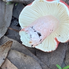 Russula persanguinea at Bodalla, NSW - 22 Feb 2025 06:40 PM
