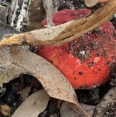 Russula persanguinea at Bodalla, NSW - 22 Feb 2025 06:40 PM