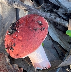 Russula persanguinea at Bodalla, NSW - 22 Feb 2025 06:40 PM