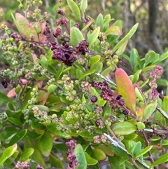 Rhagodia candolleana subsp. candolleana (Seaberry Saltbush) at Bodalla, NSW - 22 Feb 2025 by Tapirlord