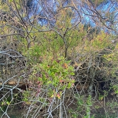 Rhagodia candolleana subsp. candolleana at Bodalla, NSW - 22 Feb 2025 06:09 PM