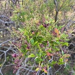 Rhagodia candolleana subsp. candolleana at Bodalla, NSW - 22 Feb 2025 06:09 PM