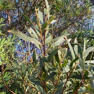 Acacia longifolia subsp. sophorae at Bodalla, NSW - 22 Feb 2025 06:09 PM
