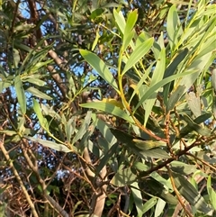 Acacia longifolia subsp. sophorae at Bodalla, NSW - 22 Feb 2025 06:09 PM