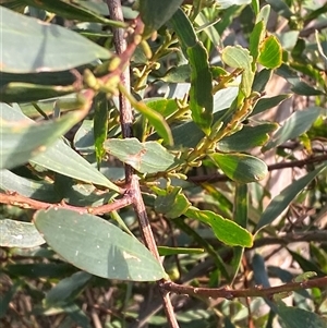 Acacia longifolia subsp. sophorae at Bodalla, NSW - 22 Feb 2025 06:09 PM
