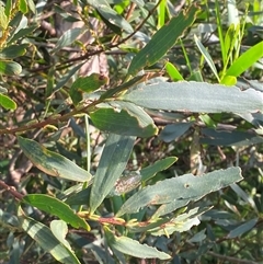 Acacia longifolia subsp. sophorae at Bodalla, NSW - 22 Feb 2025 06:09 PM