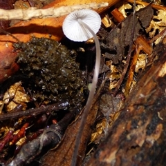 Unverified Cap on a stem; gills below cap [mushrooms or mushroom-like] at Wellington Park, TAS - 16 May 2025 by VanessaC