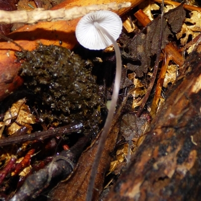 Unverified Cap on a stem; gills below cap [mushrooms or mushroom-like] at Wellington Park, TAS - 16 May 2025 by VanessaC