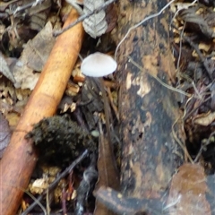 Mycena sp. (genus) at Wellington Park, TAS - 16 May 2025 03:11 PM
