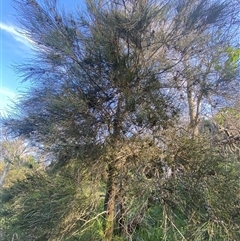 Casuarina glauca at Bodalla, NSW - 22 Feb 2025 06:08 PM