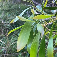 Acacia implexa (Hickory Wattle, Lightwood) at Bodalla, NSW - 22 Feb 2025 by Tapirlord