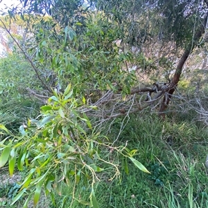 Acacia implexa at Bodalla, NSW - 22 Feb 2025 06:07 PM