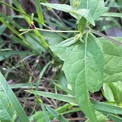 Sigesbeckia orientalis (Indian Weed) at Bodalla, NSW - 22 Feb 2025 by Tapirlord