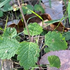 Coleus australis (Cockspur Flower) at Bodalla, NSW - 22 Feb 2025 by Tapirlord