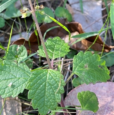 Coleus australis (Cockspur Flower) at Bodalla, NSW - 22 Feb 2025 by Tapirlord