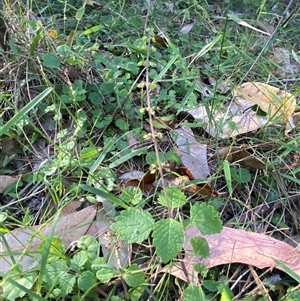 Coleus australis at Bodalla, NSW - 22 Feb 2025 06:07 PM