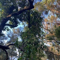 Parsonsia straminea at Bodalla, NSW - 22 Feb 2025 06:07 PM