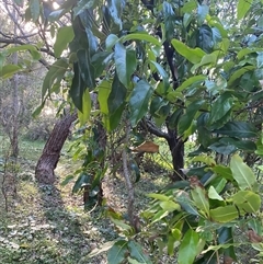 Parsonsia straminea at Bodalla, NSW - 22 Feb 2025 06:07 PM