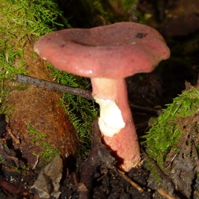 Unverified Fungus at Wellington Park, TAS - 16 May 2025 by VanessaC