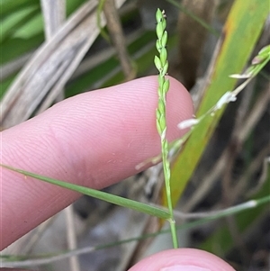 Entolasia stricta at Bodalla, NSW - 22 Feb 2025 06:06 PM