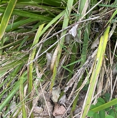 Entolasia stricta at Bodalla, NSW - 22 Feb 2025 06:06 PM