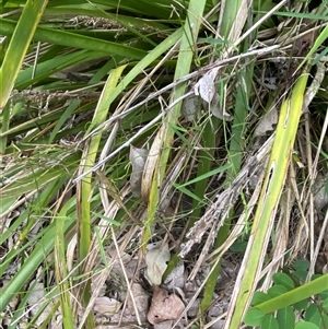Entolasia stricta at Bodalla, NSW - 22 Feb 2025 06:06 PM