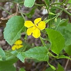 Goodenia ovata (Hop Goodenia) at Bodalla, NSW - 22 Feb 2025 by Tapirlord