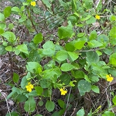 Goodenia ovata at Bodalla, NSW - 22 Feb 2025 06:06 PM