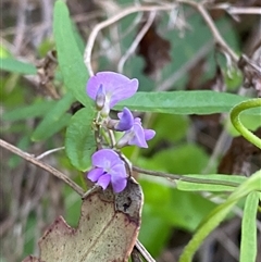 Glycine clandestina (Twining Glycine) at Bodalla, NSW - 22 Feb 2025 by Tapirlord