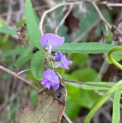 Glycine clandestina (Twining Glycine) at Bodalla, NSW - 22 Feb 2025 by Tapirlord