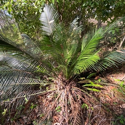 Macrozamia communis (Burrawang) at Bodalla, NSW - 22 Feb 2025 by Tapirlord
