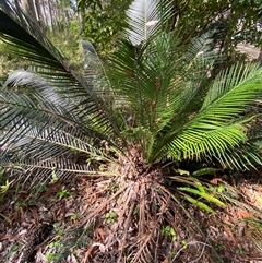 Macrozamia communis at Bodalla, NSW - suppressed