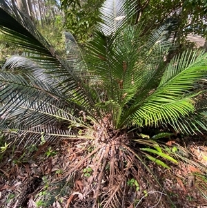 Macrozamia communis at Bodalla, NSW - suppressed