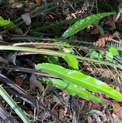 Asplenium australasicum (Bird's Nest Fern, Crow's Nest Fern) at Bodalla, NSW - 22 Feb 2025 by Tapirlord
