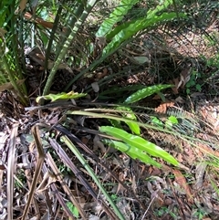Asplenium australasicum at Bodalla, NSW - suppressed