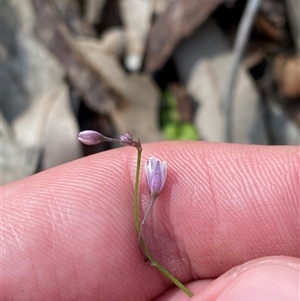 Arthropodium glareosorum at Bodalla, NSW - 22 Feb 2025 04:52 PM