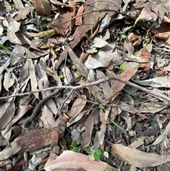 Arthropodium glareosorum at Bodalla, NSW - 22 Feb 2025 04:52 PM