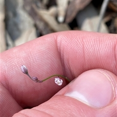 Arthropodium glareosorum at Bodalla, NSW - 22 Feb 2025 04:52 PM