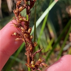Lepidosperma laterale at Bodalla, NSW - 22 Feb 2025 by Tapirlord