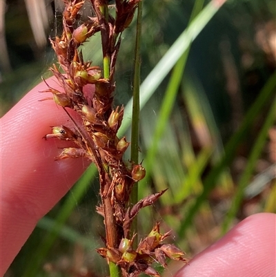Lepidosperma laterale at Bodalla, NSW - 22 Feb 2025 by Tapirlord