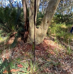 Xanthorrhoea concava at Bodalla, NSW - suppressed