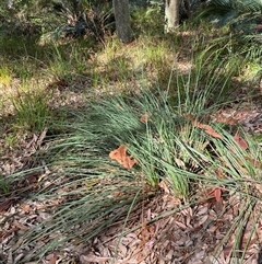 Xanthorrhoea concava at Bodalla, NSW - suppressed
