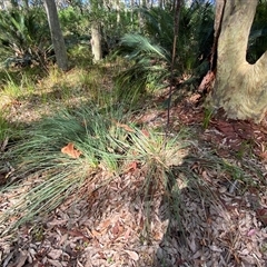 Xanthorrhoea concava at Bodalla, NSW - suppressed