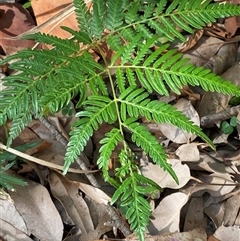 Pteridium esculentum (Bracken) at Bodalla, NSW - 22 Feb 2025 by Tapirlord