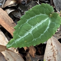 Clematis aristata at Bodalla, NSW - 22 Feb 2025 04:48 PM