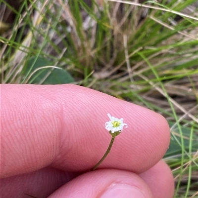 Lagenophora sublyrata (Slender Bottle-daisy) at Bodalla, NSW - 22 Feb 2025 by Tapirlord